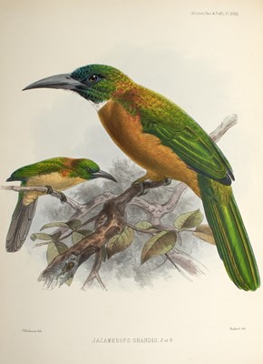 Lot 98 - Sclater's classic on these insect-eating birds of Central and South America
