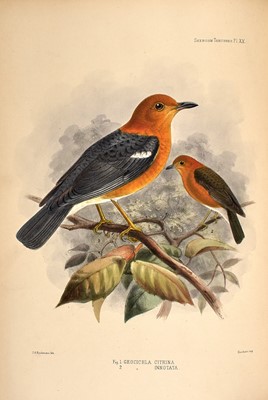 Lot 101 - With excellent hand-colored plates by Keulemans
