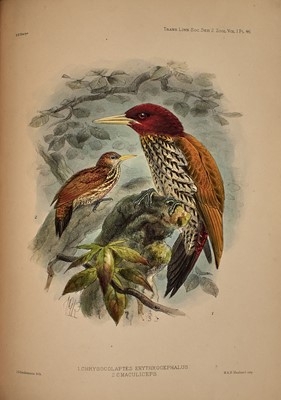 Lot 103 - Philippine birds, with plates by Keulemans