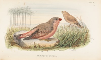 Lot 186 - Shelley's Handbook to the Birds of Egypt