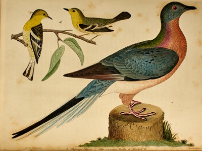 Lot 106 - Wilson's great ornithology, the first domestically produced color-plate ornithology