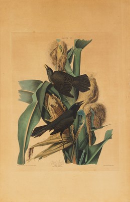 Lot 108 - After John James Audubon (1785-1851)