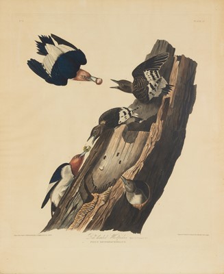 Lot 108 - After John James Audubon (1785-1851)