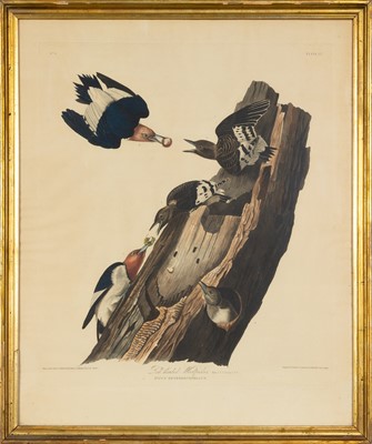 Lot 108 - After John James Audubon (1785-1851)
