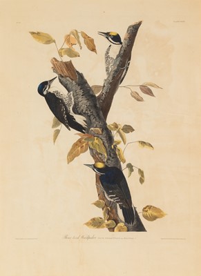 Lot 110 - After John James Audubon (1785-1851)
