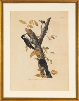 Lot 110 - After John James Audubon (1785-1851)