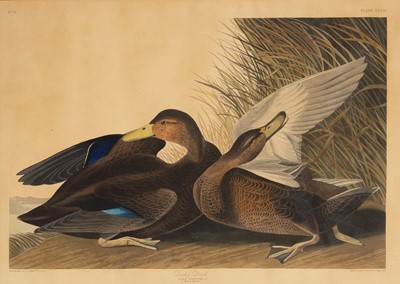 Lot 113 - After John James Audubon (1785-1851)