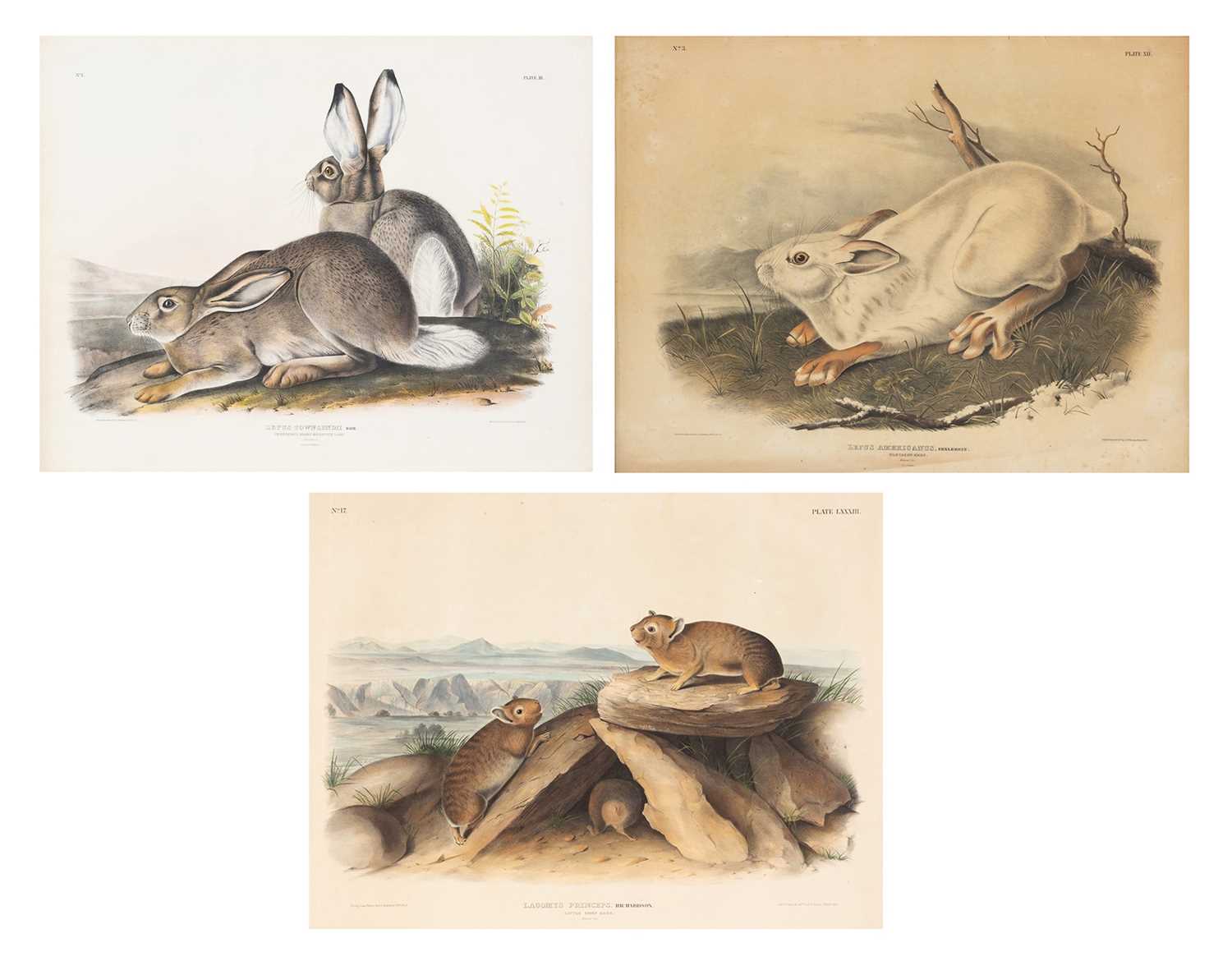Lot 114 - After John James Audubon (1785-1851)