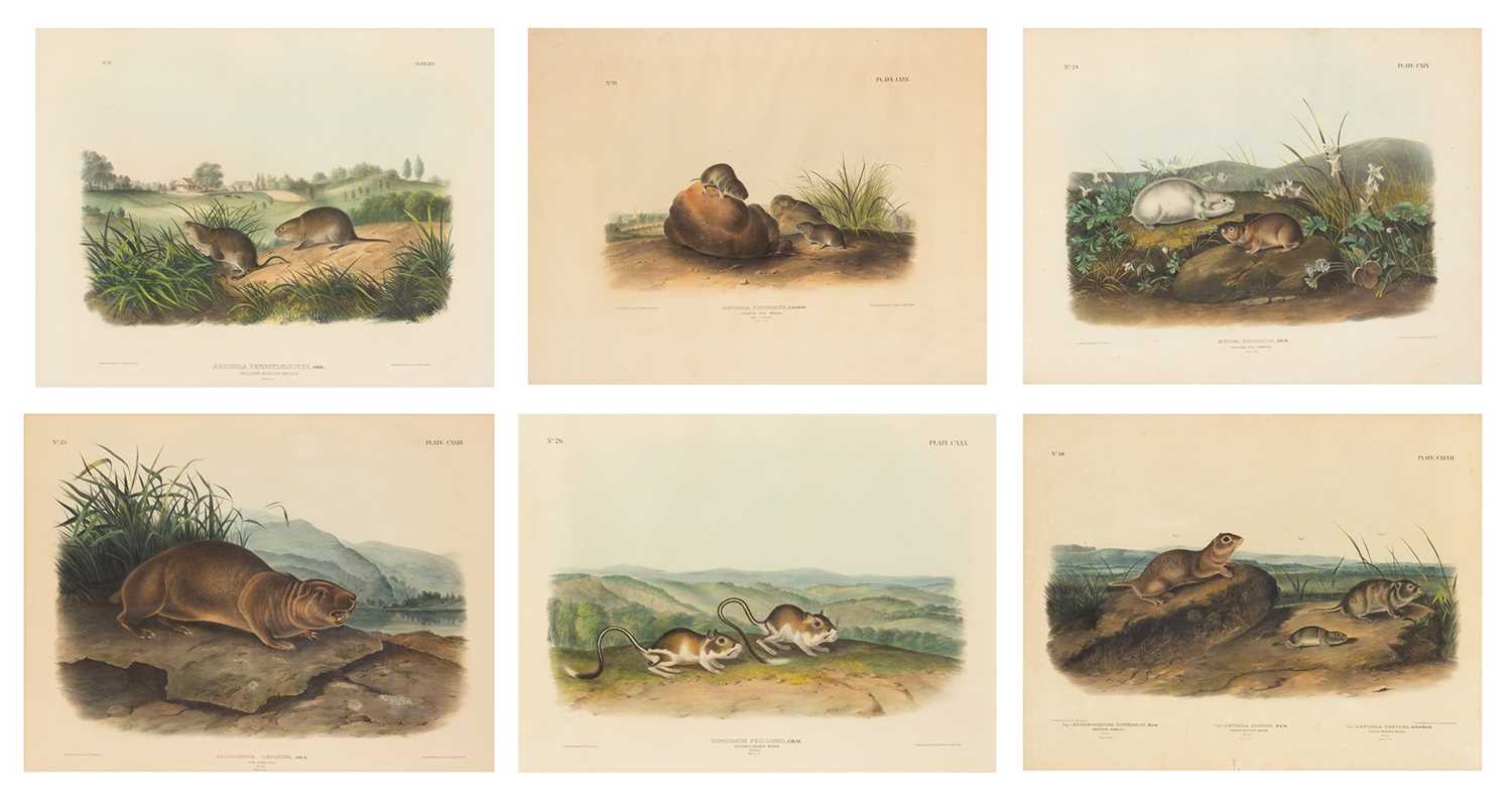 Lot 115 - After John James Audubon (1785-1851) and John Woodhouse Audubon (1812-1862)