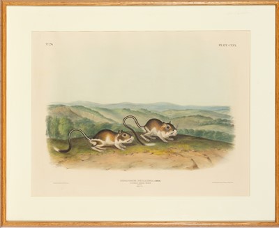 Lot 115 - After John James Audubon (1785-1851) and John Woodhouse Audubon (1812-1862)