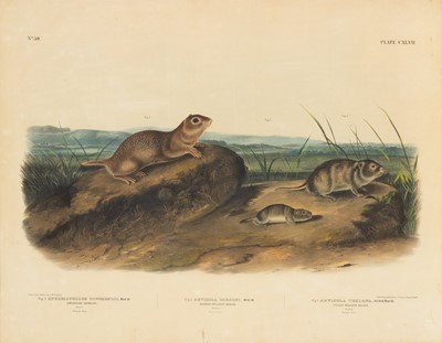 Lot 115 - After John James Audubon (1785-1851) and John Woodhouse Audubon (1812-1862)