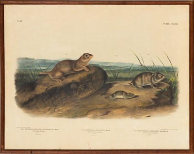Lot 115 - After John James Audubon (1785-1851) and John Woodhouse Audubon (1812-1862)