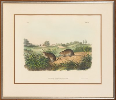 Lot 115 - After John James Audubon (1785-1851) and John Woodhouse Audubon (1812-1862)
