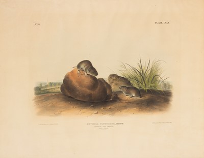 Lot 115 - After John James Audubon (1785-1851) and John Woodhouse Audubon (1812-1862)