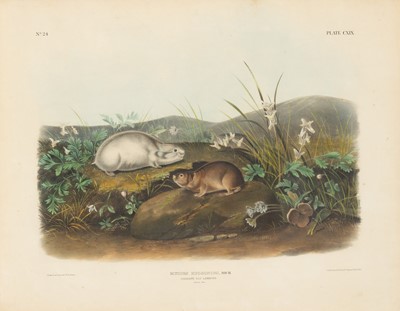 Lot 115 - After John James Audubon (1785-1851) and John Woodhouse Audubon (1812-1862)