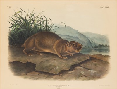 Lot 115 - After John James Audubon (1785-1851) and John Woodhouse Audubon (1812-1862)
