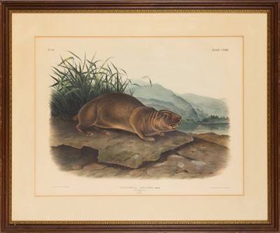 Lot 115 - After John James Audubon (1785-1851) and John Woodhouse Audubon (1812-1862)
