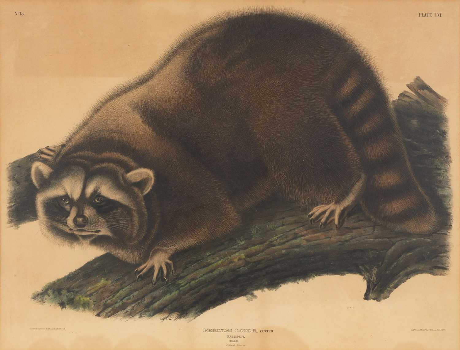 Lot 116 - After John James Audubon (1785-1851)