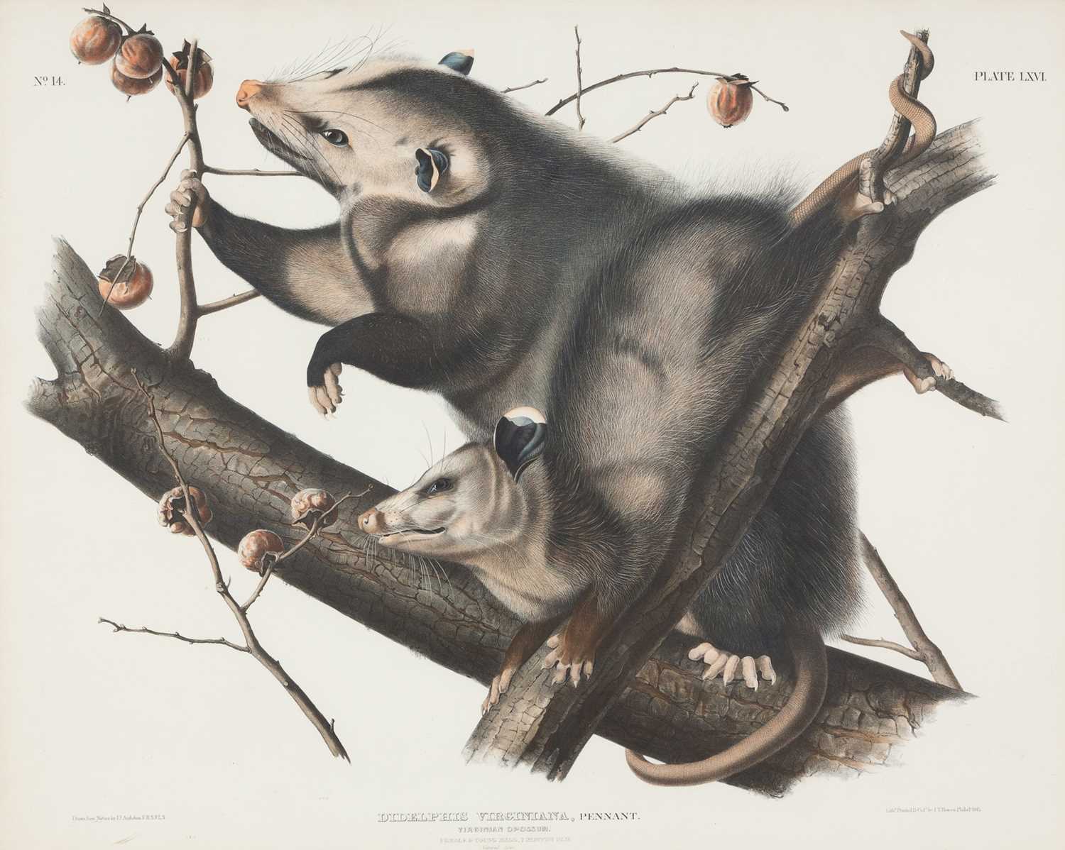 Lot 117 - After John James Audubon (1785-1851)