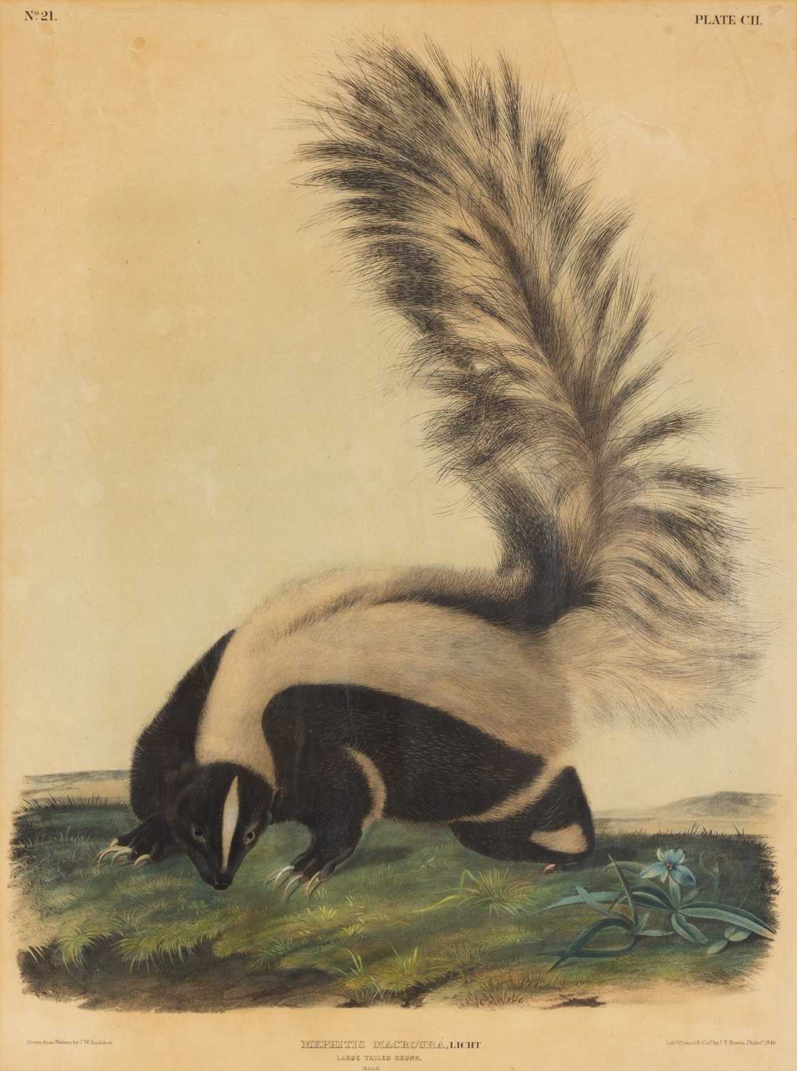 Lot 118 - After John James Audubon