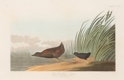 Lot 112 - After John James Audubon (1785-1851)