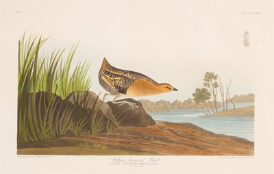 Lot 112 - After John James Audubon (1785-1851)