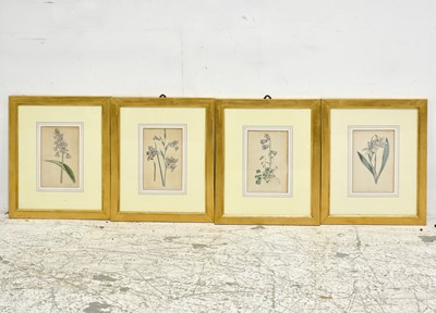 Lot 31 - Group of 4 Botanical Prints
