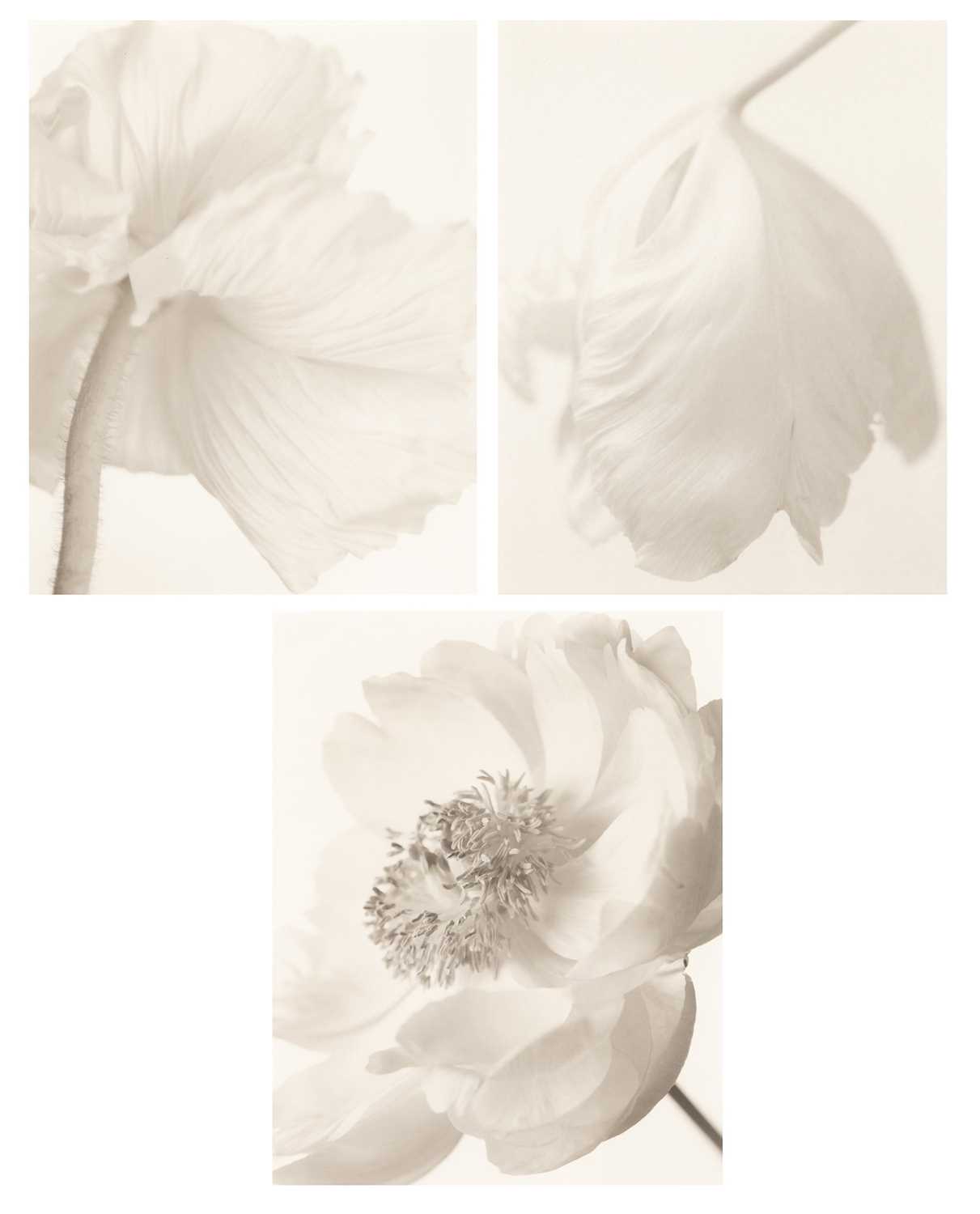 Lot 663 - Yumiko Izu: three images from the Secret Garden series