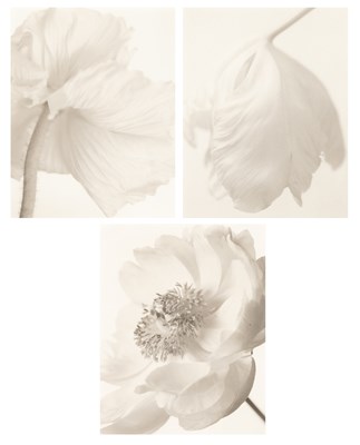 Lot 663 - Yumiko Izu: three images from the Secret Garden series