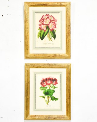 Lot 67 - Pair of Botanical Prints
