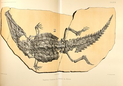 Lot 62 - Lortet on fossilized reptiles found in the Rhone River basin, including the  Crocodileimus Robustus