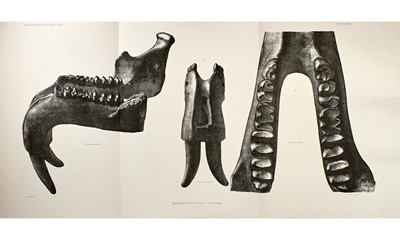 Lot 63 - Two studies by Deperet on Miocene vertebrate and mammal fossils found in the Rhone Basin