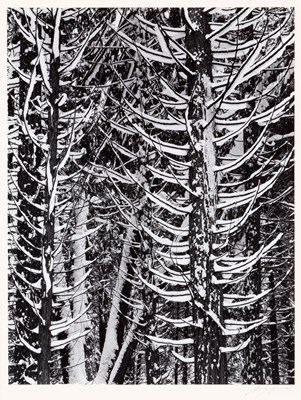 Lot 640 - Ansel Adams, Cedar Trees, Winter (Yosemite), 1949