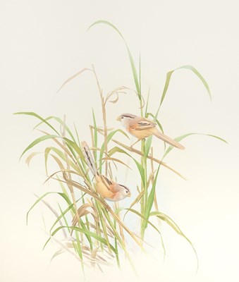 Lot 254 - Set of Limited Edition Prints for The Rare Bird of China by Frederick Lansdowne