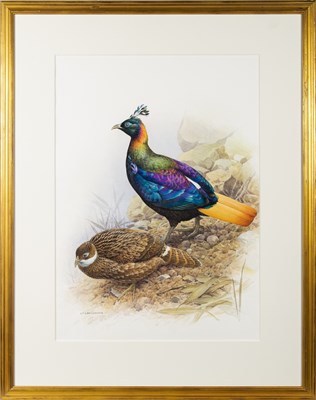 Lot 169 - Complete Set of 32 Prints from The Rare Birds of China with Original Watercolor