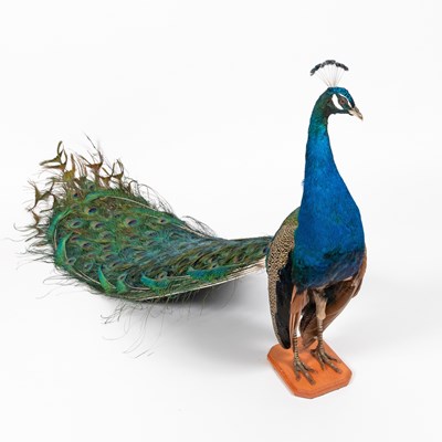 Lot 365 - Taxidermy Peacock