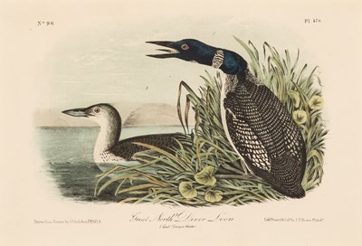 Lot 114 - After John James Audubon (1785-1851)
