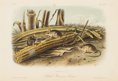 Lot 114 - After John James Audubon (1785-1851)