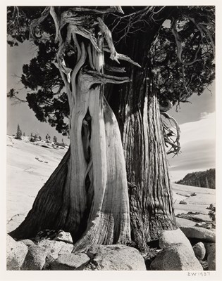 Lot 238 - Edward Weston Juniper, High Sierra, 1937