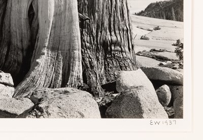 Lot 238 - Edward Weston Juniper, High Sierra, 1937