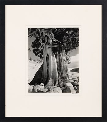 Lot 238 - Edward Weston Juniper, High Sierra, 1937