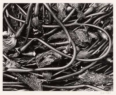 Lot 237 - Edward Weston Kelp, Point Lobos, 1930