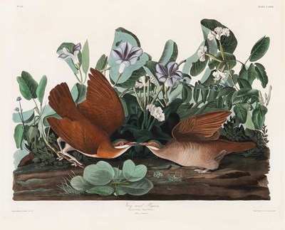 Lot 112 - After John James Audubon (1785-1851)