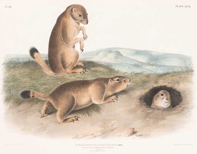 Lot 113 - After John James Audubon (1785-1851)