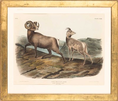 Lot 113 - After John James Audubon (1785-1851)