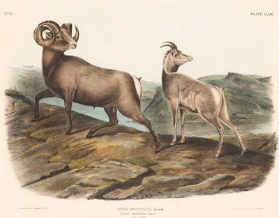 Lot 113 - After John James Audubon (1785-1851)