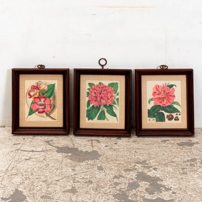 Lot 186 - Set of Three Flower Studies