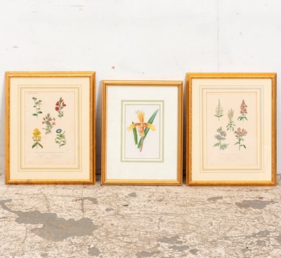 Lot 184 - Group of Plant Studies