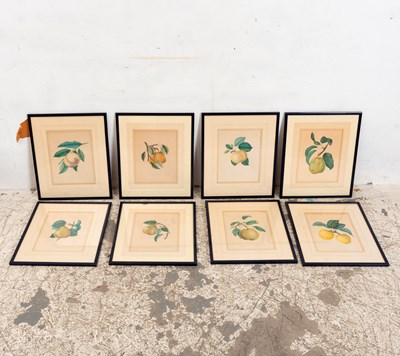 Lot 180 - Set of Eight Fruit Studies