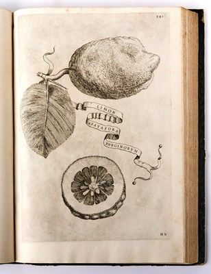 Lot 646 - Ferrari's Hesperides, with superb plates of fruit